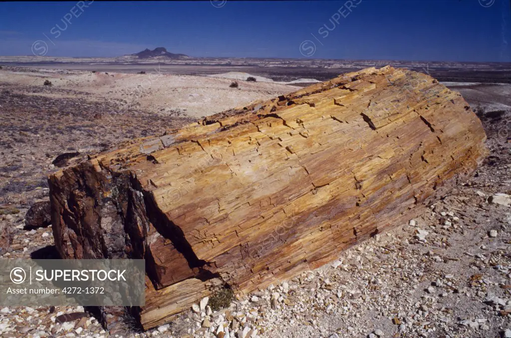 Argentina, Patagonia. Petrified forest