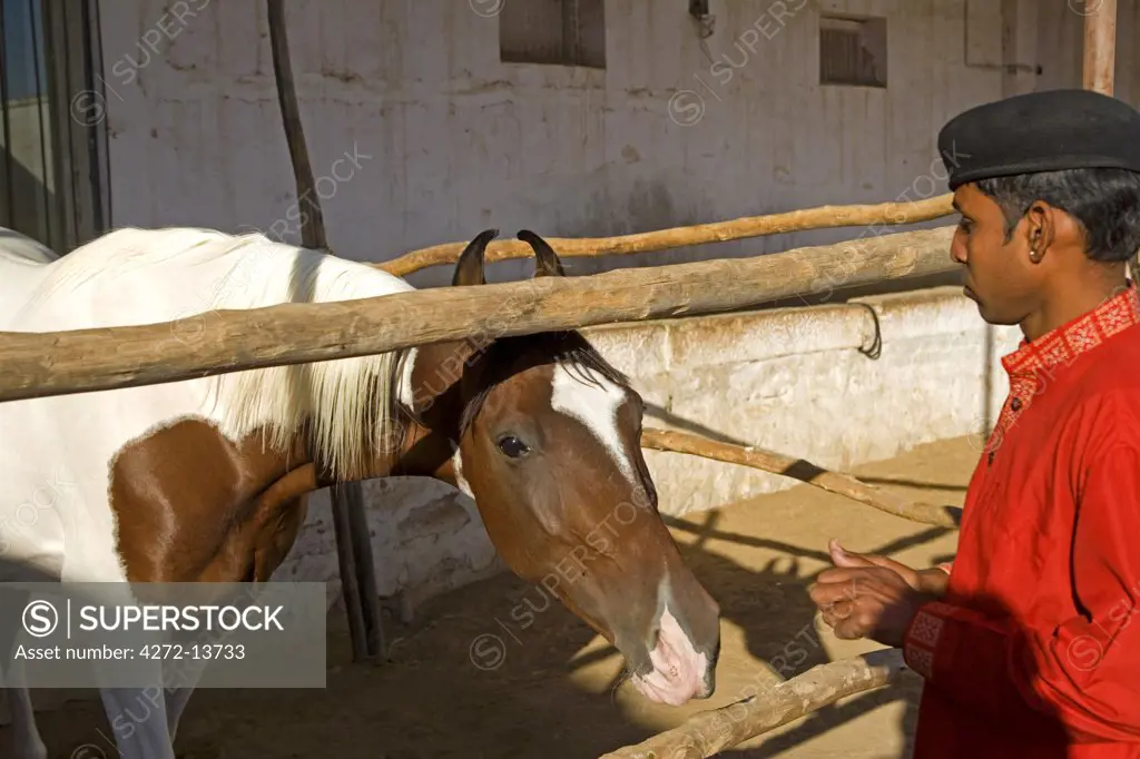 Marwari horse and Thar handler at Rohet Gahr, Jodhpur, Rajasthan, India