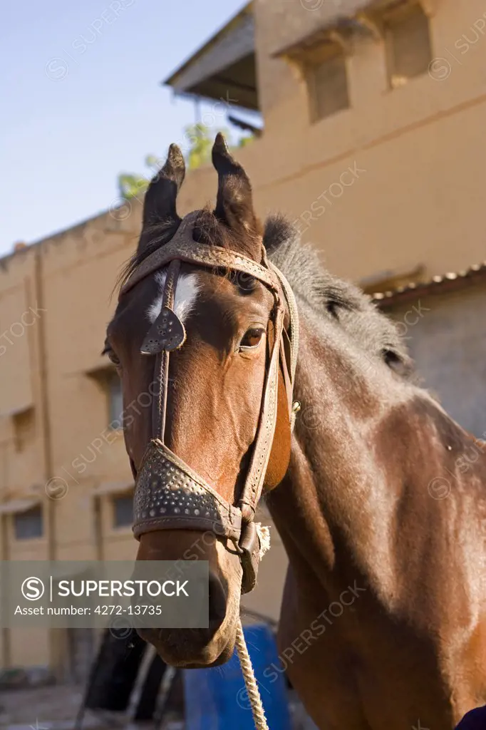 Marwari horse at Rohet Garh, Jodhpur, Rajasthan, India