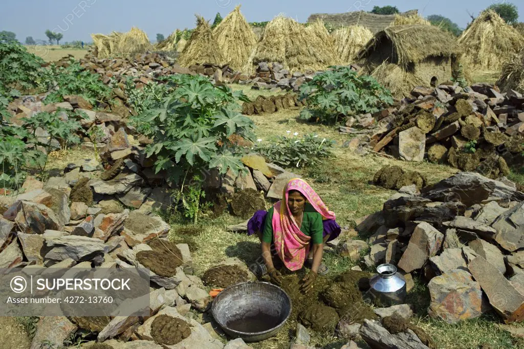 India, Rajasthan, Jaiselmeer.  A woman prepares dry dung discs out of water buffalo dung to be dried alongside drying hay ricks for use as fuel in the winter months.