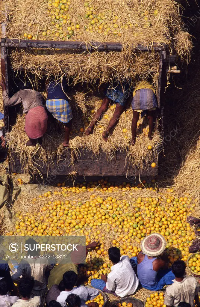 Traders sorting through oranges at the Mechua Fruit market, Central Kolkata.