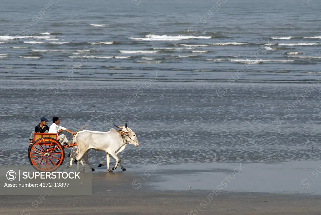 India, Maharashtra. Racing oxen training on the beach.