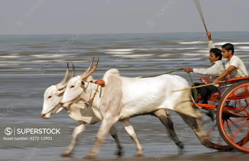 India, Maharashtra. Racing oxen exercising on the beach.