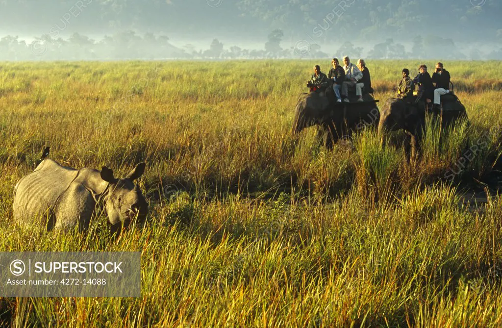 India, Assam, Kaziranga National Park. Elephant riders view the Indian one-horned rhino.