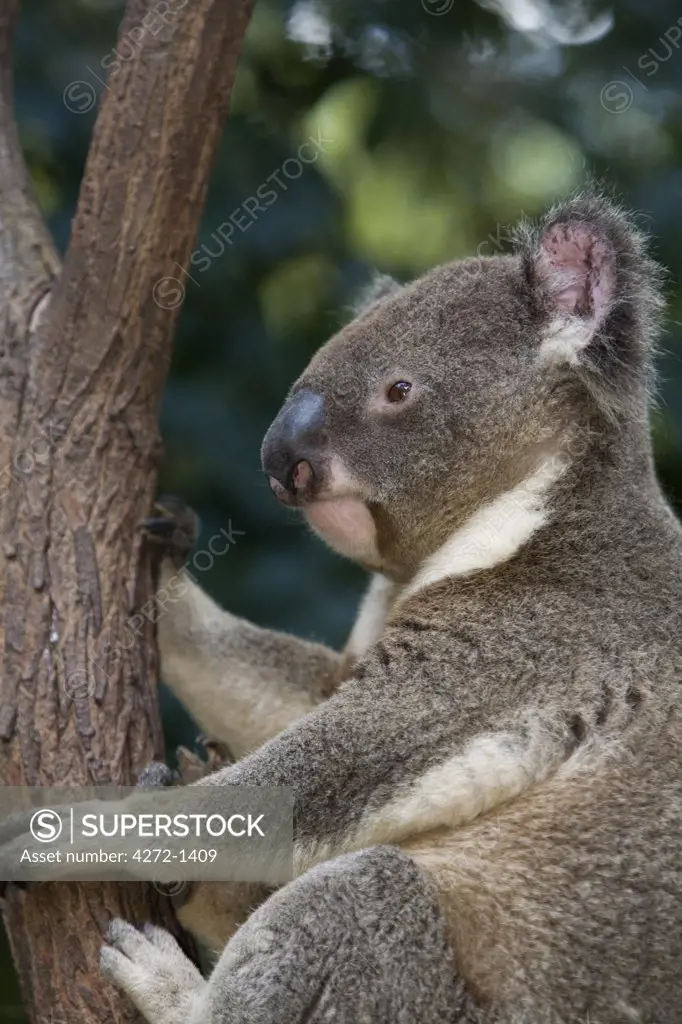 Australia, Queensland, Brisbane. Koala (Phascolarctos cinereus)