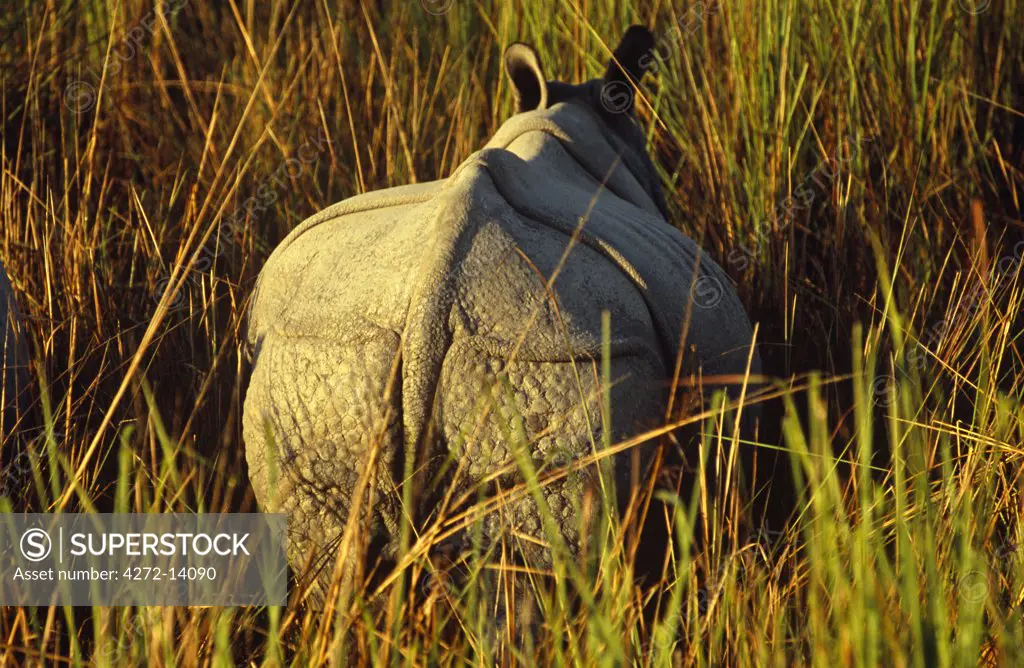 India, Assam, Kaziranga National Park. Kaziranga is one of the Indian one-horned rhino's last strongholds.