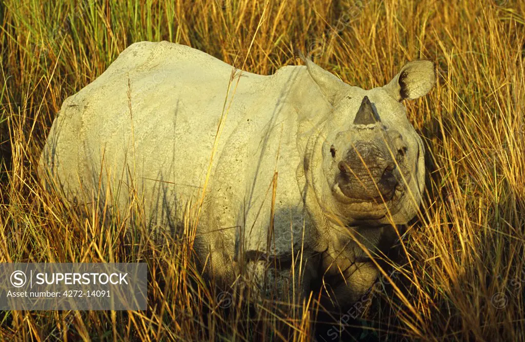 India, Assam, Kaziranga National Park. Kaziranga is one of the Indian one-horned rhino's last strongholds.
