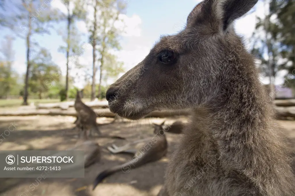 Australia, Queensland, Brisbane. Grey Kangaroo (Macropus giganteus)
