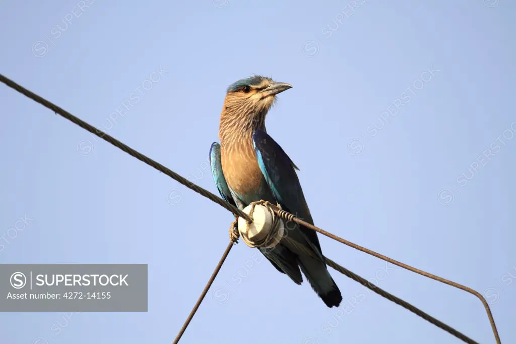 India, Madhya Pradesh, Satpura National Park. Indian roller perched on overhead cable.