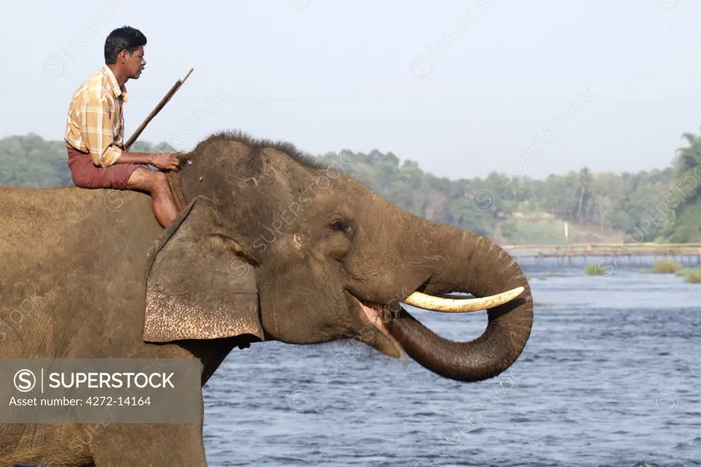 India, South India, Kerala. Elephant from Kodanad Elephant Sanctuary taking a drink in River Periyar.