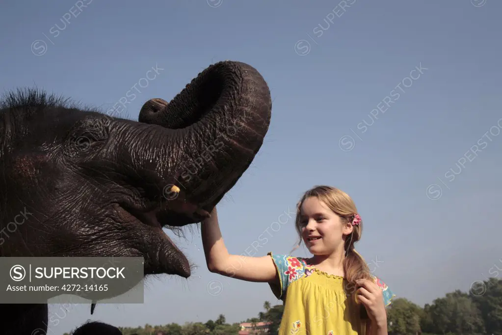 India, South India, Kerala. Young girl pats an orphan elephant from Kodanad Elephant Sanctuary during its daily bath in the River Periyar. (MR)