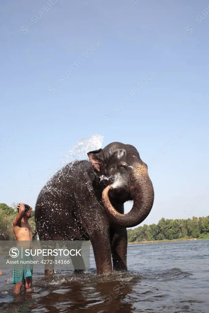 India, South India, Kerala. Adult elephant from Kodanad elephant sanctuary squirts water during its daily bath in the River Periyar.