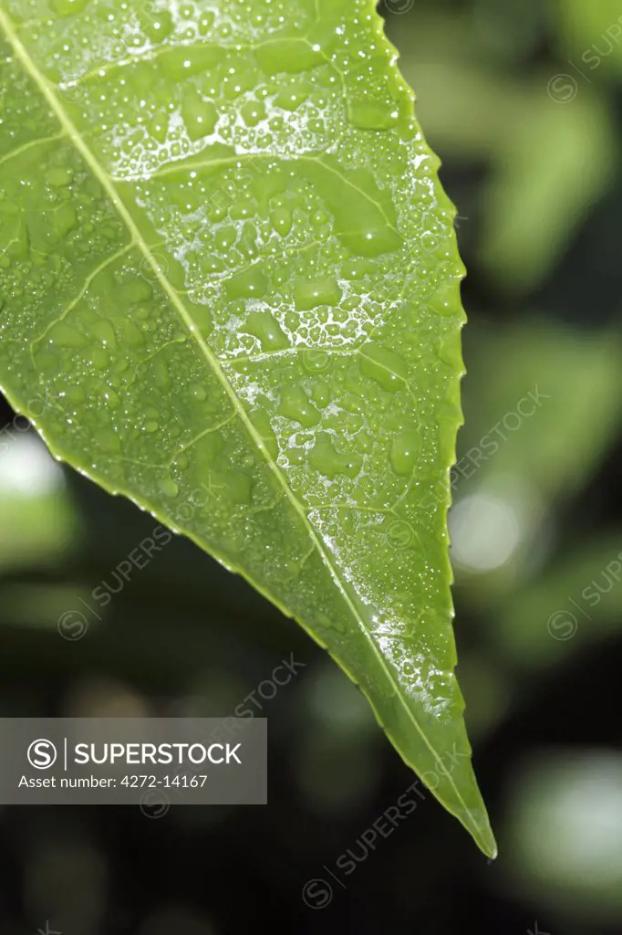 India, South India, Kerala. Close-up of a tea leaf in a plantation near Munnar.