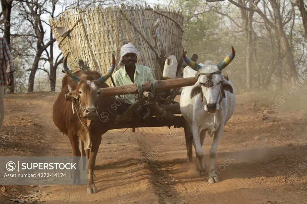 India, Madhya Pradesh. An ox-drawn cart carrying grain near Satpura National Park.