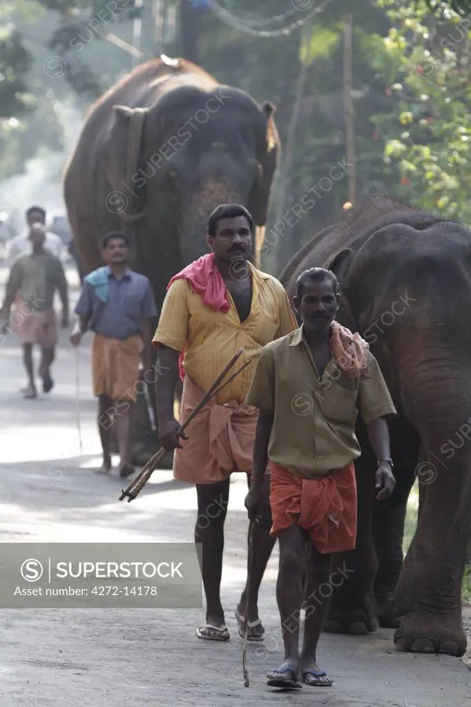 India, South India, Kerala. Mahouts lead elephants from Kodanad Elephant Sanctuary for their daily bath in the river.