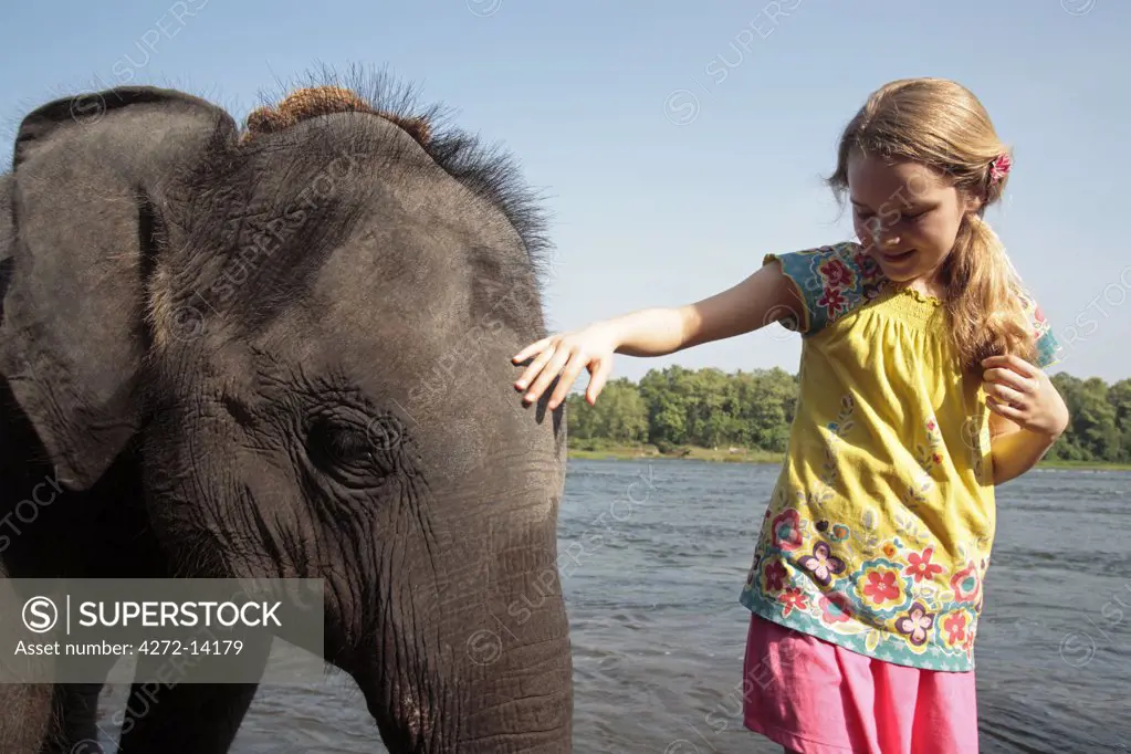 India, South India, Kerala. Young girl pats an orphan elephant from Kodanad Elephant Sanctuary during its daily bath in the River Periyar.  (MR)