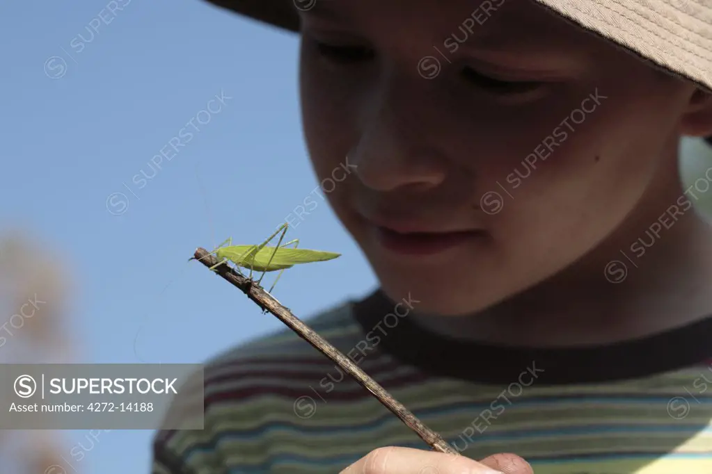 India, Kerala, Periyar National Park. A young boy observes a cricket on a twig. (MR)