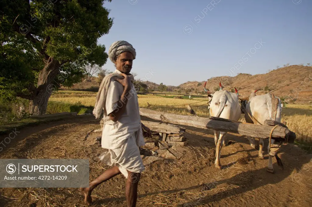 India, Rajasthan.  In the countryside life  continues as it has for centuries with a cattle powered water pump providing the brute force for a farmer to irrigate of his fields and crops.