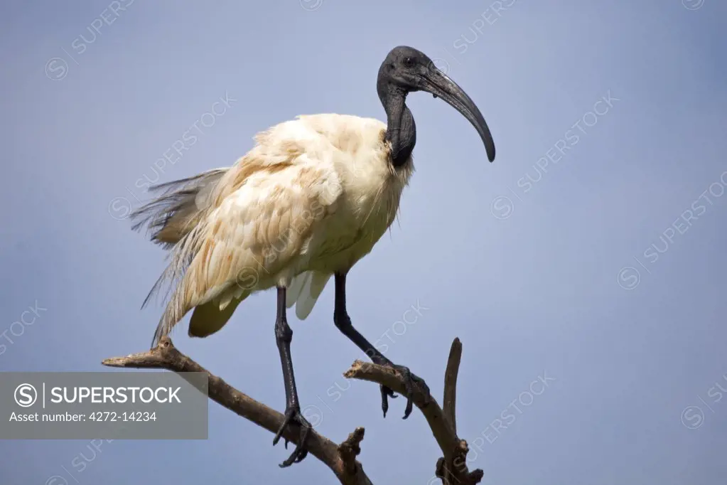 India, Ranganathittu Bird Sanctuary. A scruffy-looking black-headed ibis.
