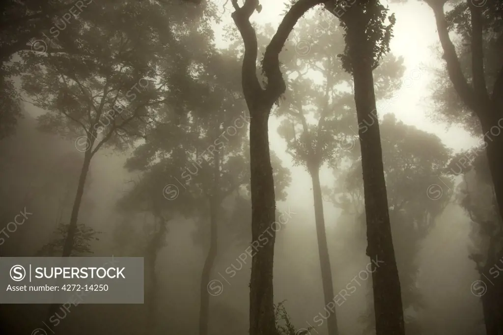 India, Munnar. Monsoon mists descend on the forests of Munnar.