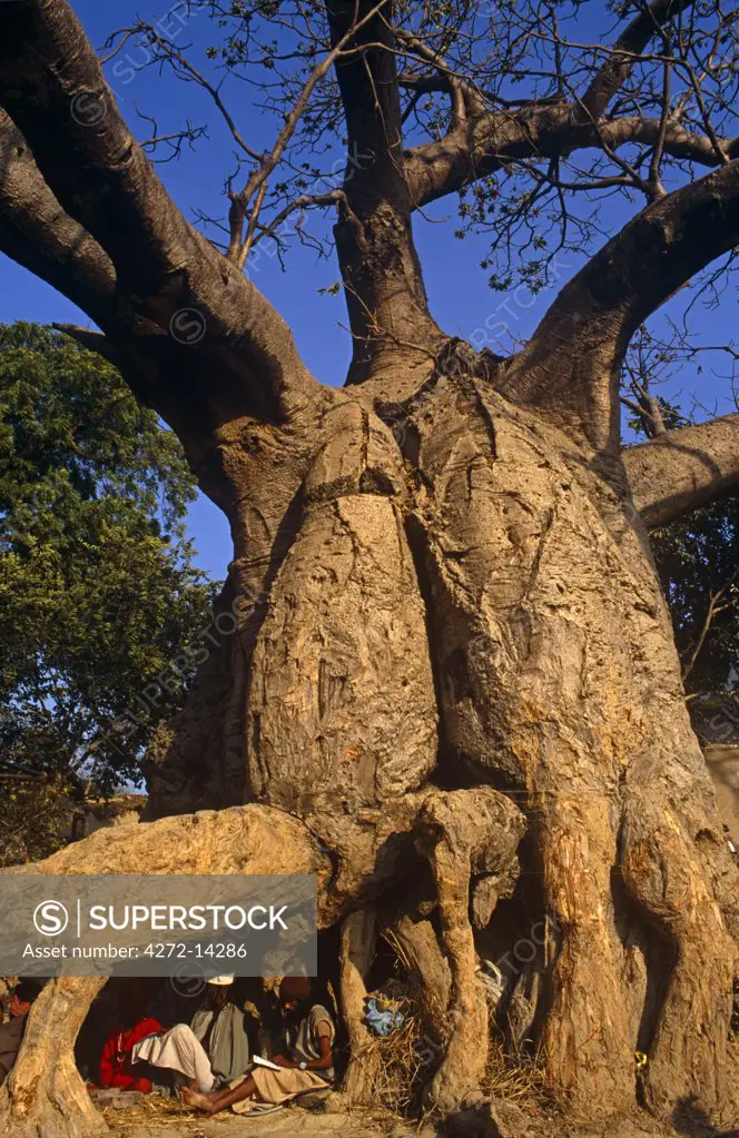India, Uttar Pradesh, Allahabad. Hindu pilgrims at the Kumbh Mela festival rest in the shade of a rare (in India) baobab tree near the River Ganges.