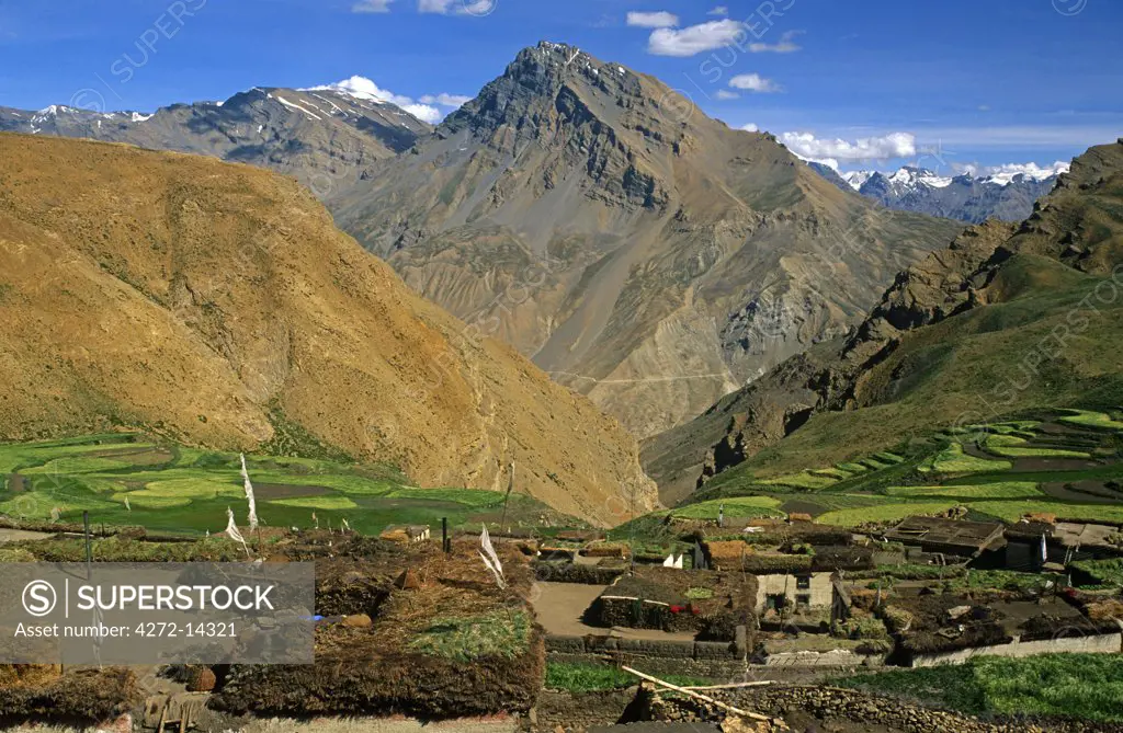 India, Himachal Pradesh, Spiti, Spiti Valley, Demul. Demul village's patchwork fields produce a vital crop of barley and millet during the short summer.