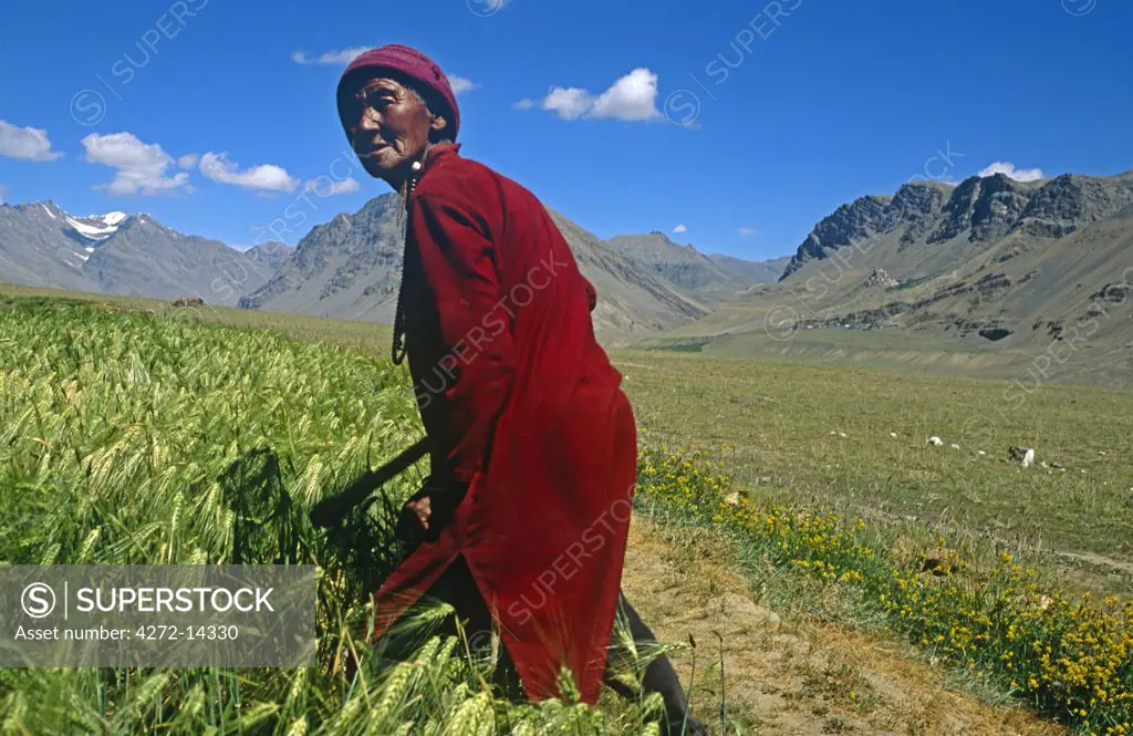 India, Himachal Pradesh, Spiti, Spiti Valley, nr. Kaza. A village woman tends fields of millet and barley in the Spiti Valley, one of the remotest regions of the Indian Himalaya.