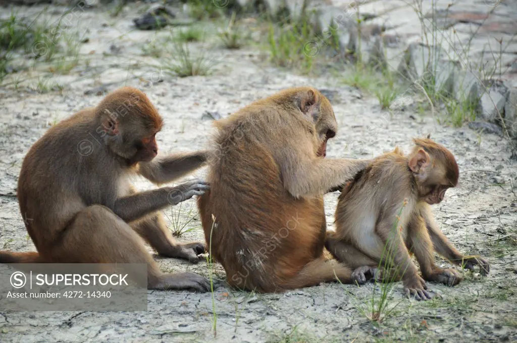 Monkeys in Sundarbans National Park, Tiger Reserve. West Bengal, India