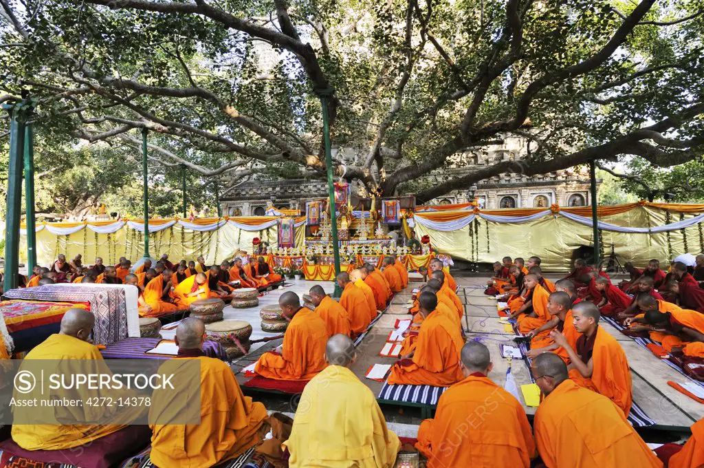 Tibetan monks in Bodhgaya, praying under the sacred Buddha banyan tree. It was here that the Buddha had the enlightenment. India