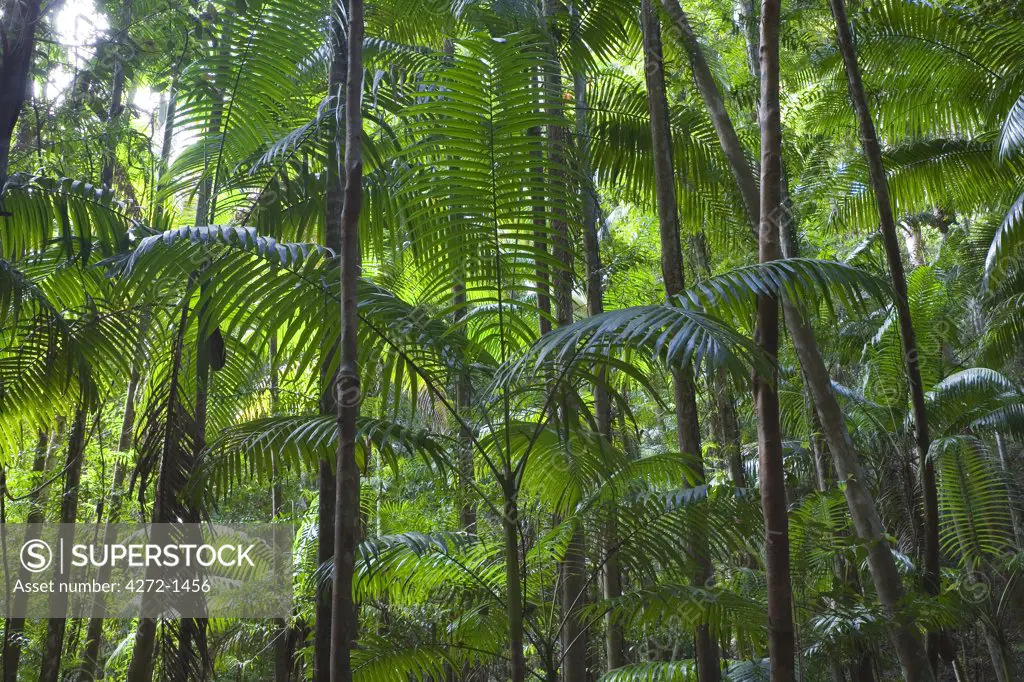 Australia, Queensland, Fraser Island. Tropical palms reach skyward toward the rainforest canopy near Central Station on Fraser Island.