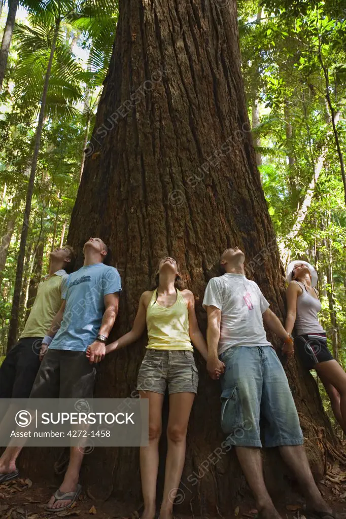 Australia, Queensland, Fraser Island. Visitors ring a giant Satinay tree.  The Satinays of Fraser Island were once highly prized timber and were used as pylons in the construction of the Suez canal.