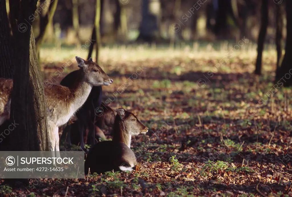 Deer in the Phoenix Park on the outskirts of Dublin, Co. Dublin, Ireland