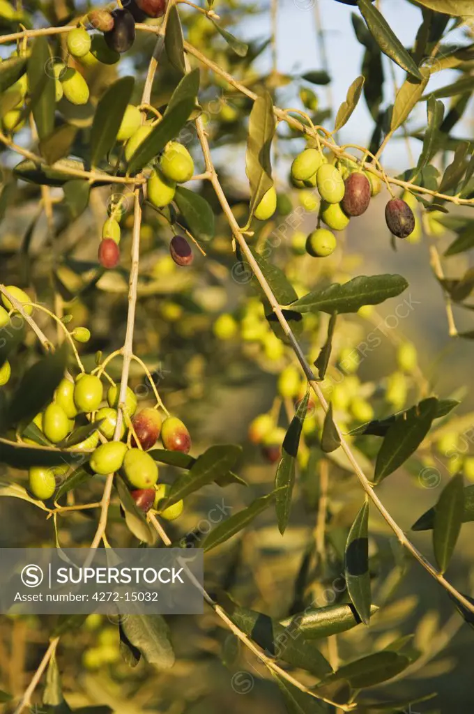 Italy, Tuscany, San Gimignano. Olives growing on a tree in a grove near the hilltop village of San Gimignano.