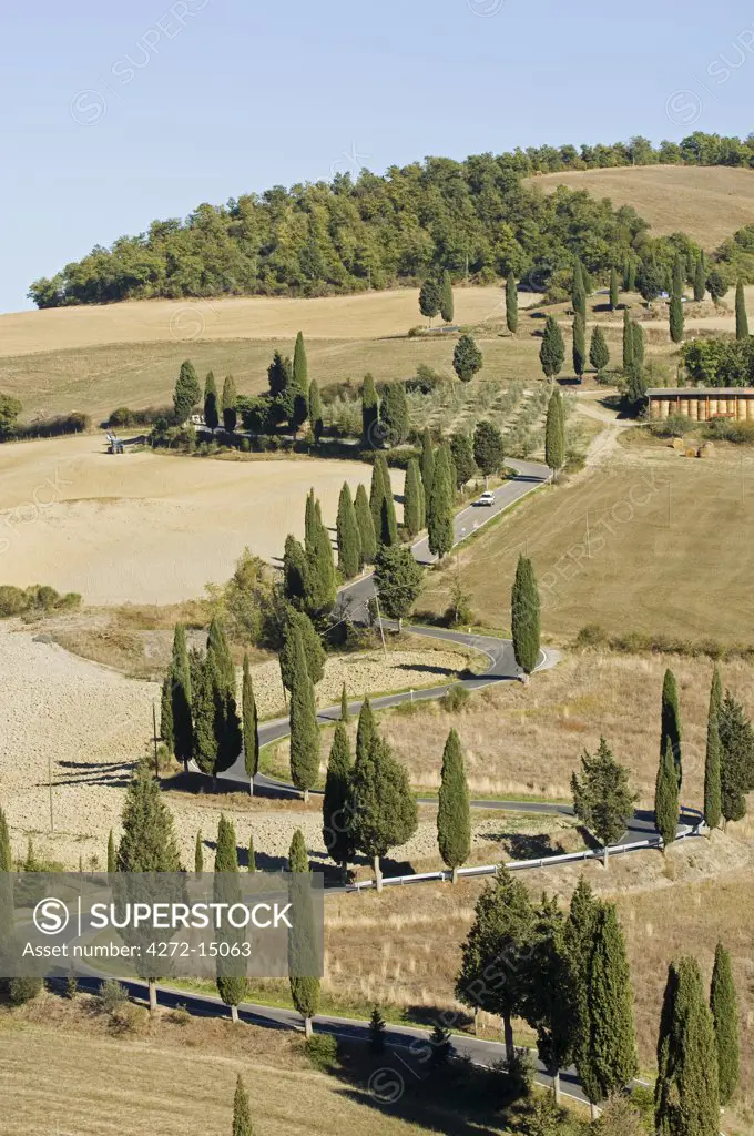 Italy, Tuscany, Montichiello. Cypress trees line a winding country road outside the village of Montichiello in Val d'Orcia.