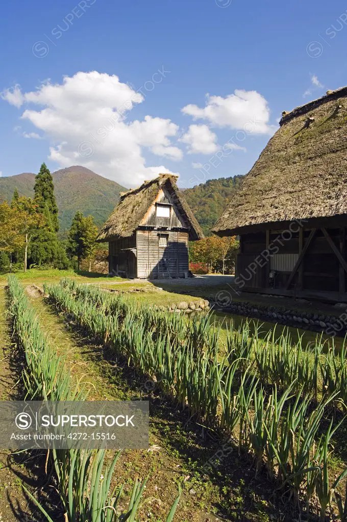 Shirakawago Unesco World Heritage Village traditional gassho zukuri thatched roof house and vegetable plot