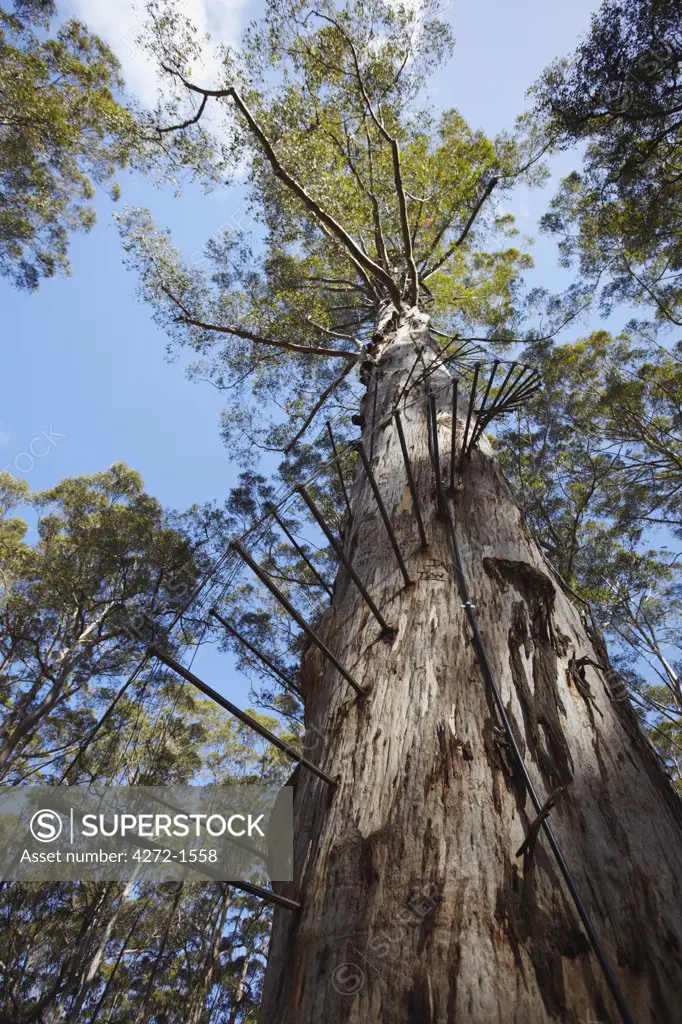 The Gloucester tree in Gloucester National Park, Pemberton, Western Australia, Australia