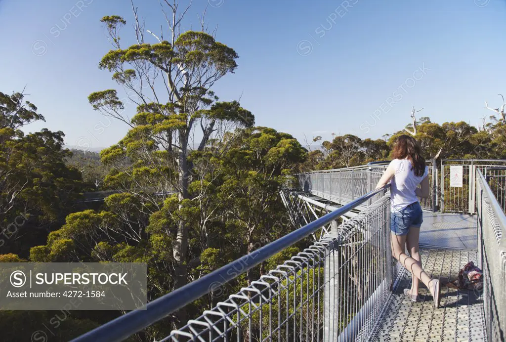 Woman on Treetop Walk in Valley of the Giants, Walpole, Western Australia, Australia