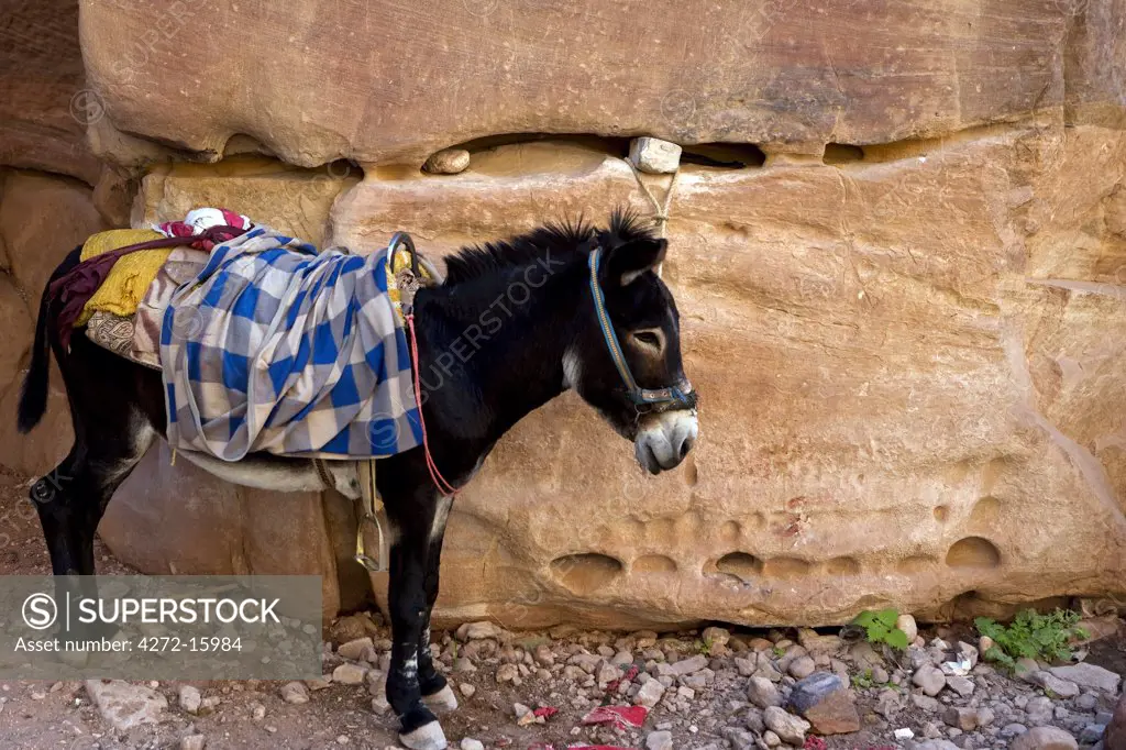 Jordan, Petra.  A donkey stands ready to bear its burden in the Cardo Maximus the main throughfare of the ancient city of Petra