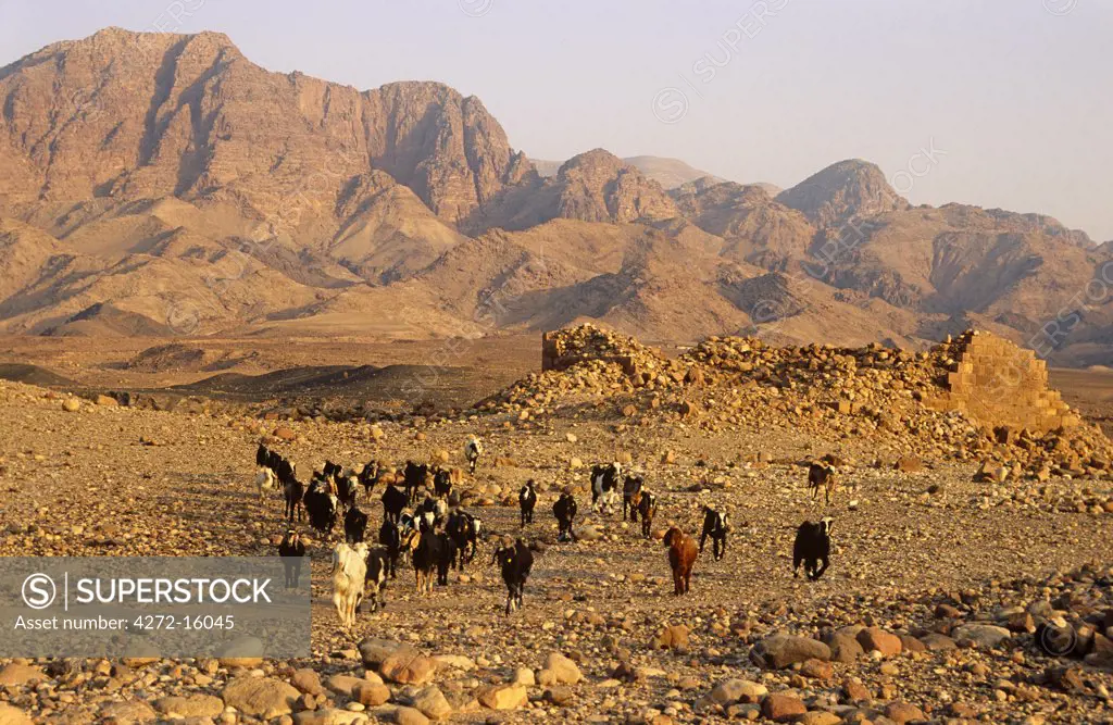 Jordan, Dana Biosphere Reserve, Wadi Feynan. A flock of Bedouin-owned goats stroll by a collapsed tower at Khirbet Feynan, an ancient and now ruined Byzantine town, in Wadi Feynan.