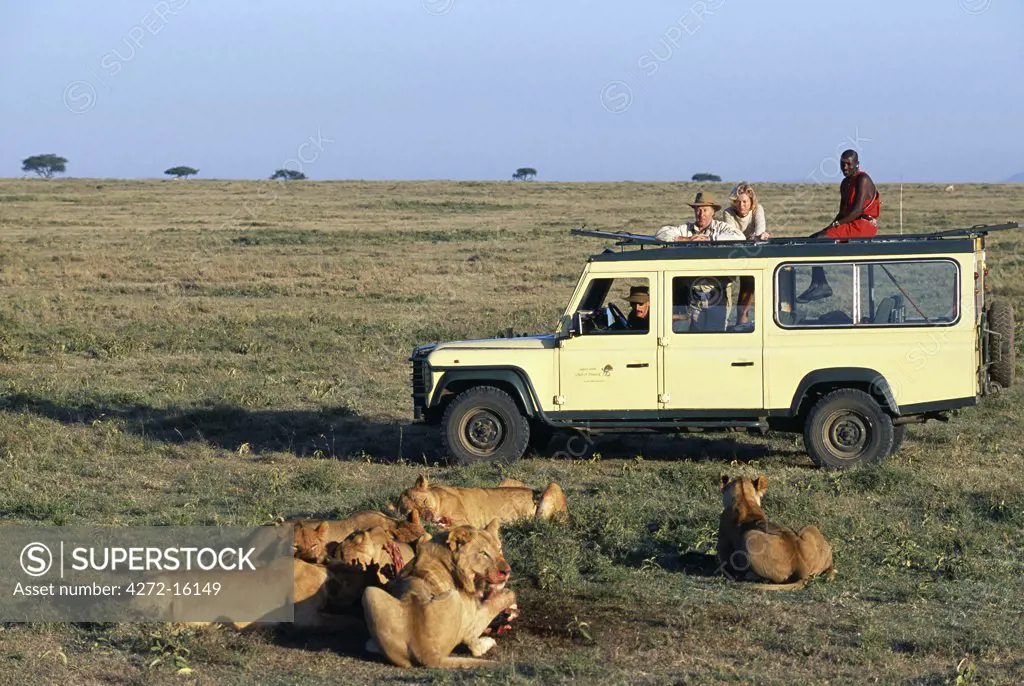 Visitors watch a pride of lion feeding on a kill.