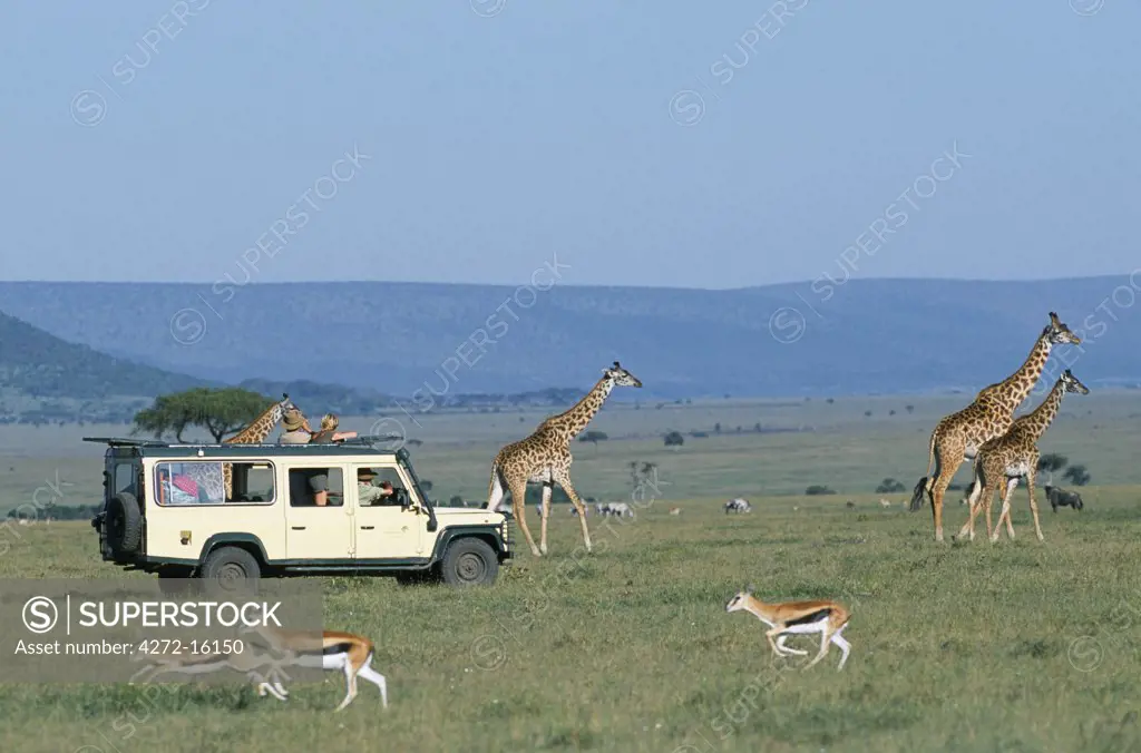 Watching Maasai giraffe on a game drive while on a safari holiday.