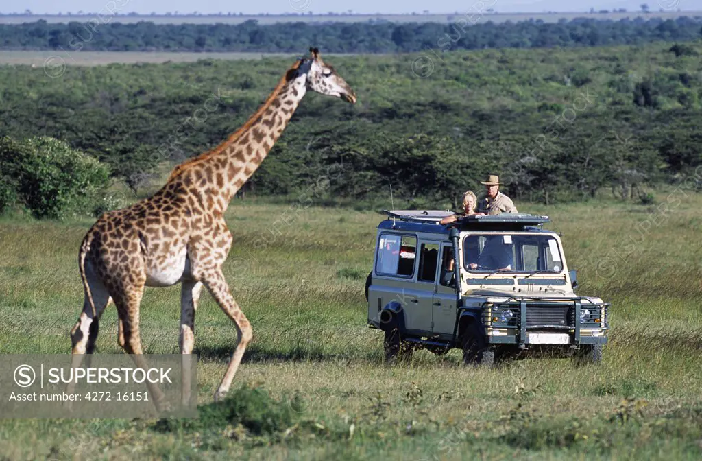 Watching Maasai giraffe on a game drive on a safari holiday.