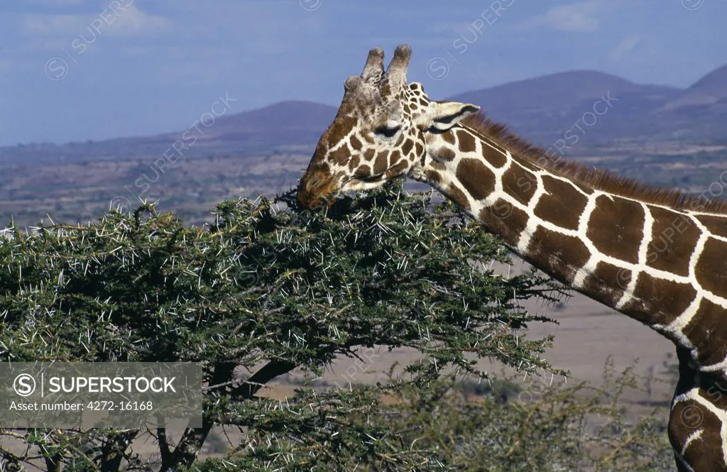 Reticulated giraffe (Giraffa reticulata)  feeding on an acacia bush, Lewa Downs.
