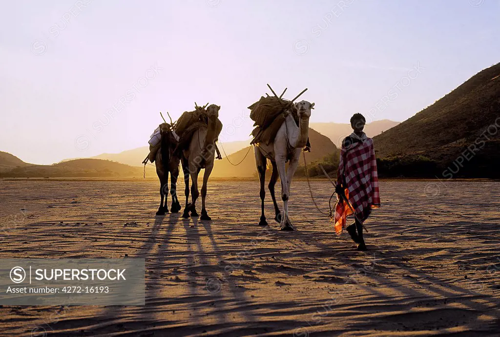 At sunrise, a Samburu warrior leads baggage camels down the Milgis lugga  - a wide, sandy seasonal watercourse.  Water is never far below the surface of the  Milgis and is a lifeline for Samburu pastoralists in this semi-arid region of their district.
