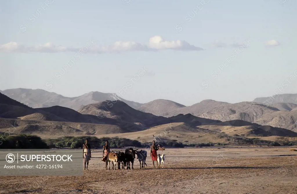 In the late afternoon, Samburu herdsmen drive livestock along the wide, sandy seasonal watercourse of the Milgis.  The wells dug by the Samburu along the Milgis are a lifeline for pastoralists in this semi-arid region of their country.