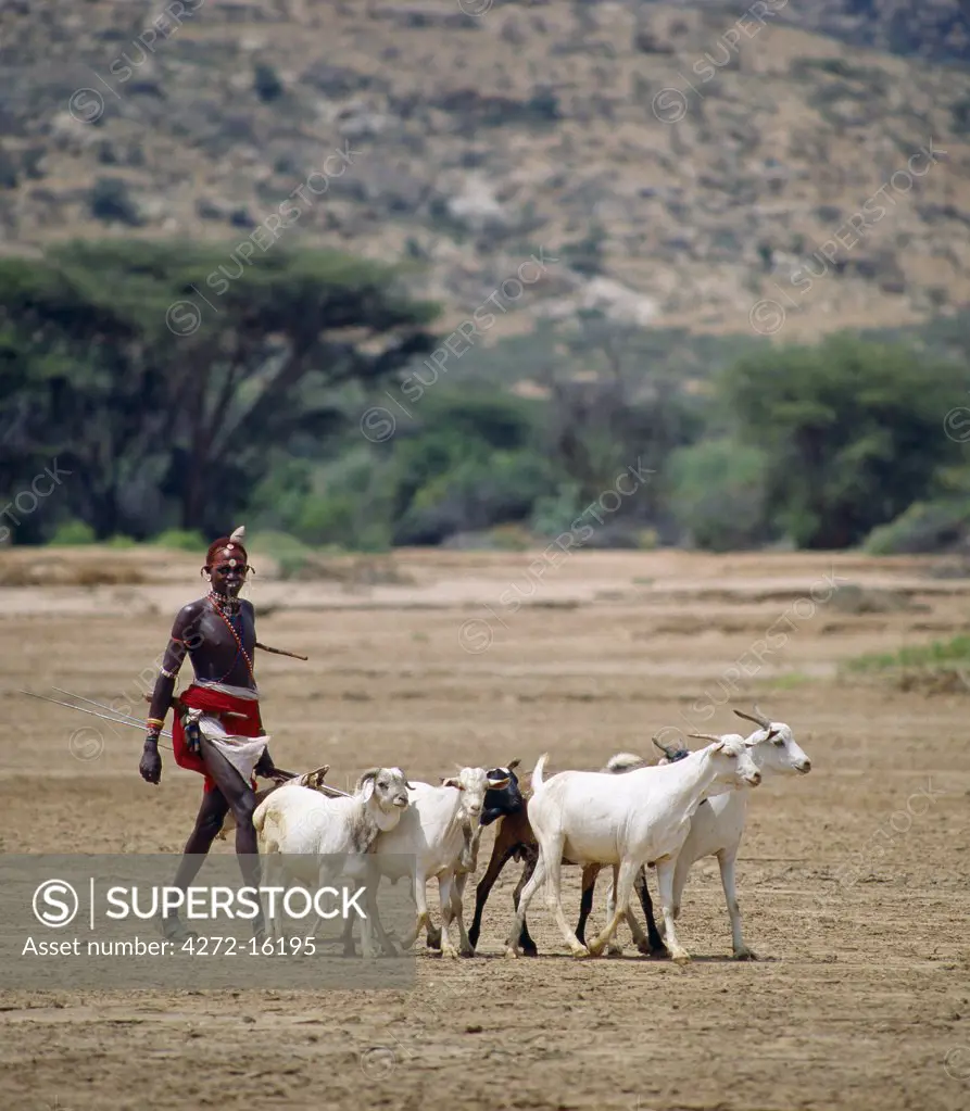 A Samburu Warrior drives his goats along the wide, sandy seasonal watercourse of the Milgis where waterholes dug by the Samburu in the dry season are a lifeline for pastoralists in this semi-arid region of their district.