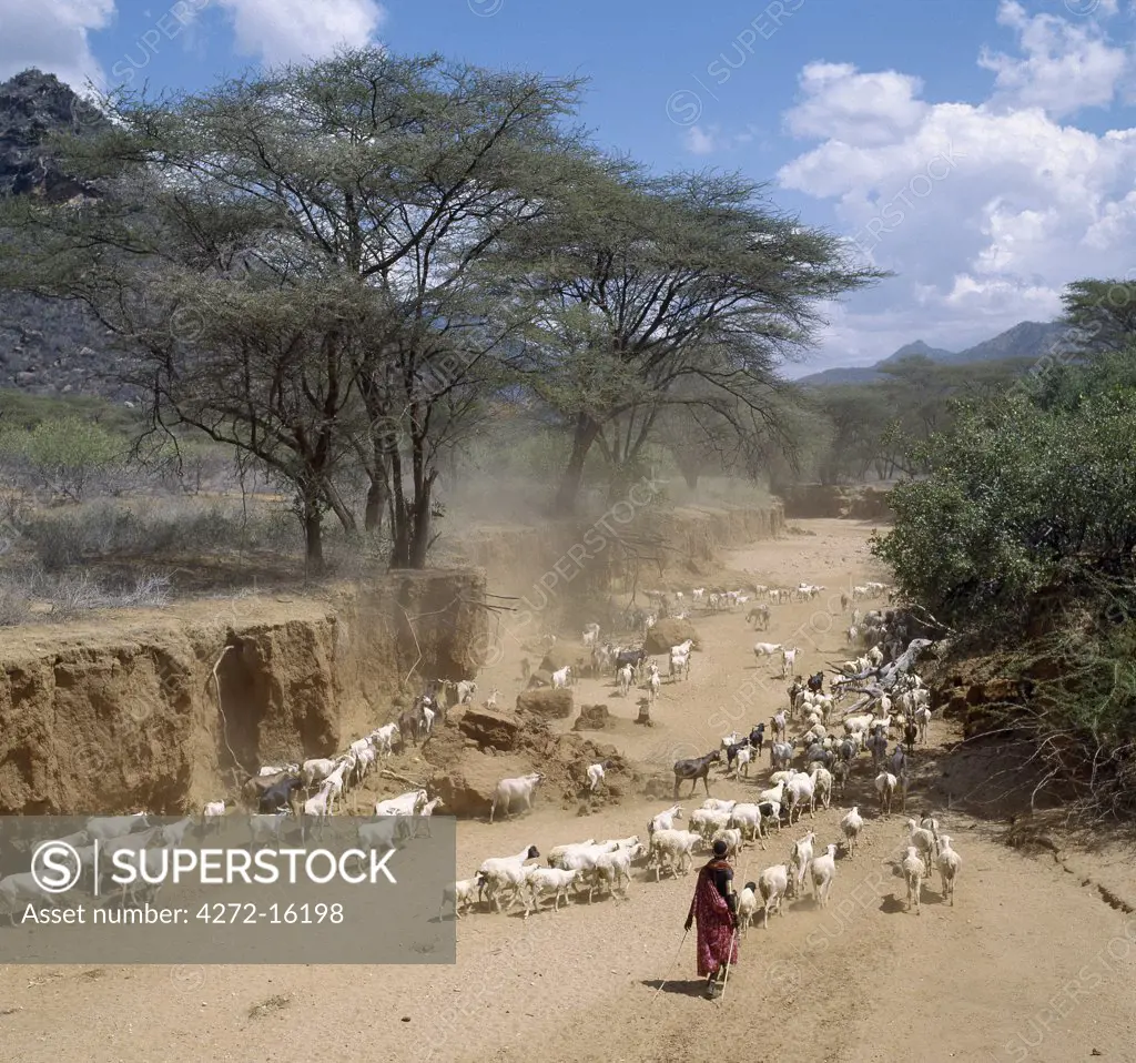 A Samburu girl drives her family's flocks of fat-tailed sheep and goats to grazing grounds after her brothers have watered them from wells dug in the Milgis - a wide, sandy seasonal watercourse that is a lifeline for Samburu pastoralists in the low-lying, semi-arid region of their land.