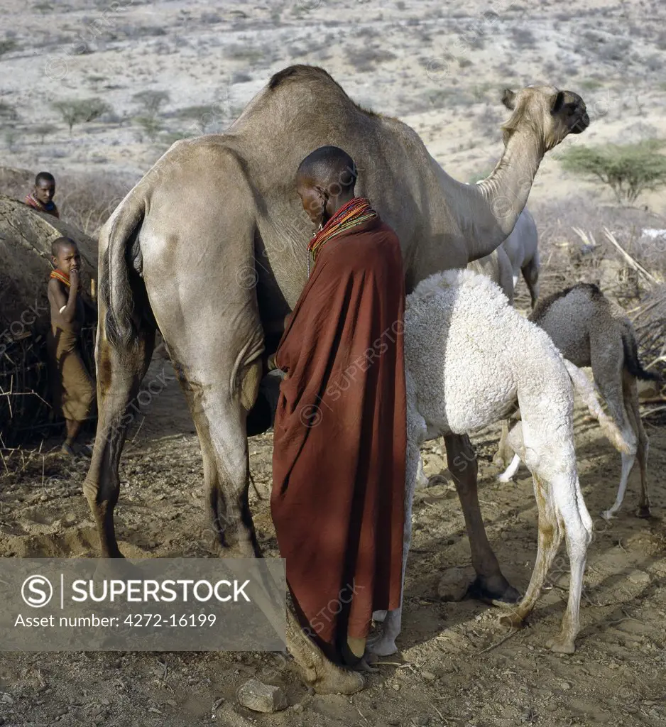 A Samburu woman milks a camel at her homestead in the early morning. The proximity of the calf helps to stimulate the flow of milk.  Baby camels have a wool-like texture to their coats, which they lose after six month.