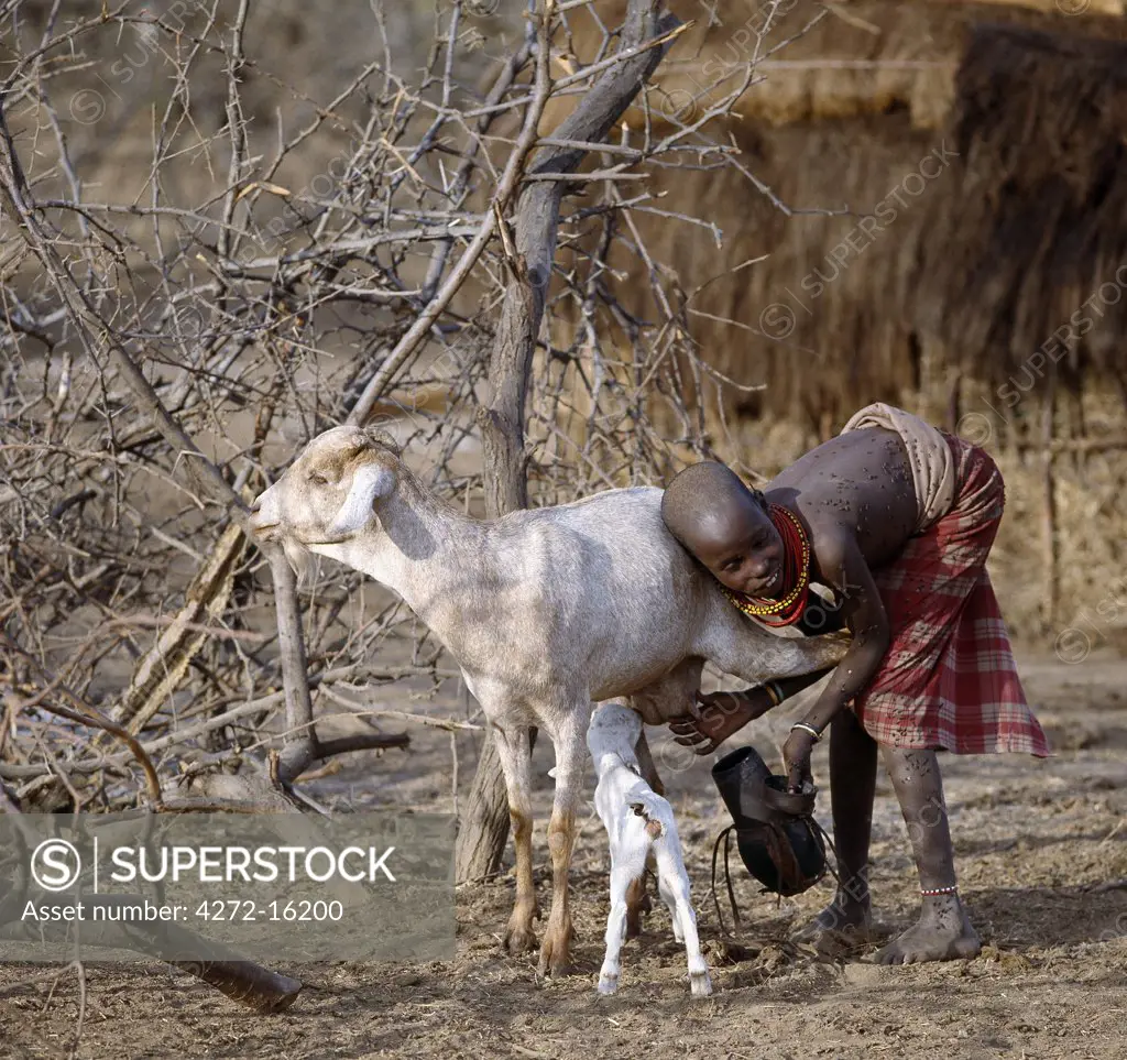 A young Samburu girl milks a nanny goat at her family's home in the early morning.   The gourd-like container is made by Samburu women out of Commiphora wood. Only Samburu women and children deign to milk goats although every member of the family will drink the milk. Flies can be a serious annoyance in stock camps in dry weather.