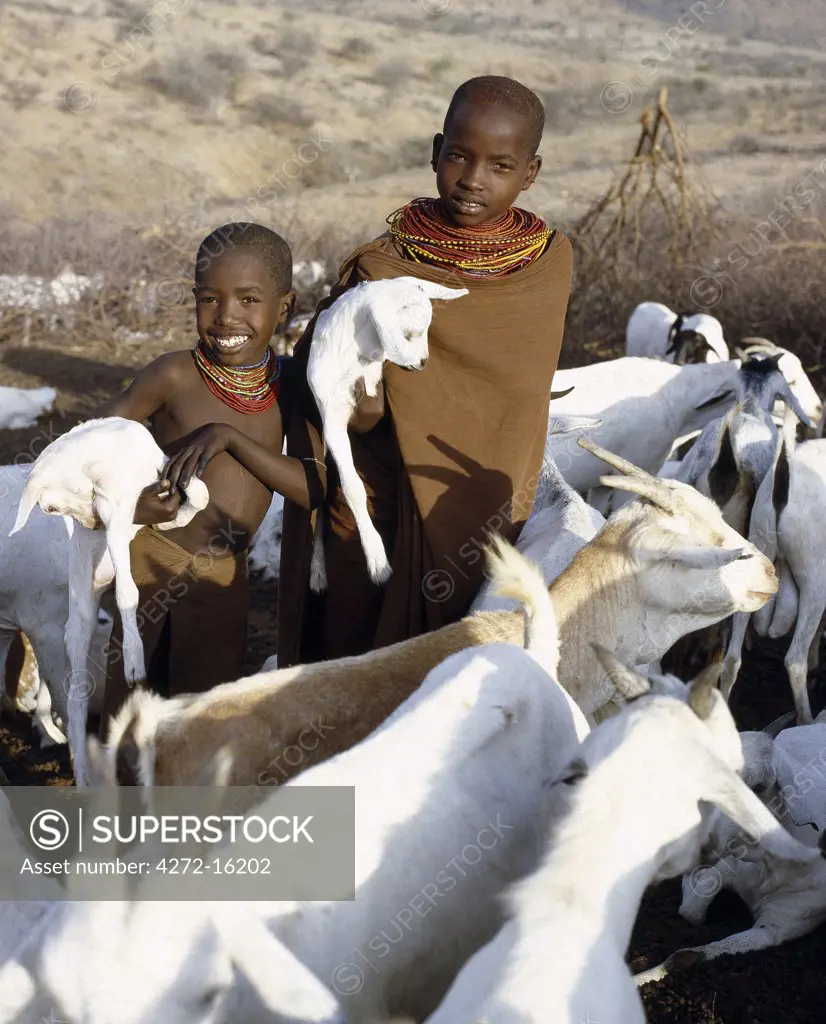 In the early morning,  young Samburu girls take kids to their mothers. They will then milk the nanny goats leaving half the milk for the kids.  Only women and children milk goats although every member of the family will drink the milk.